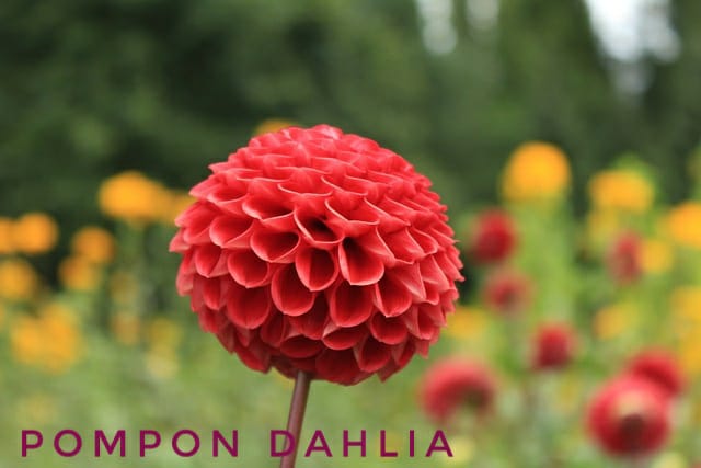 dahlia growing tips hindi