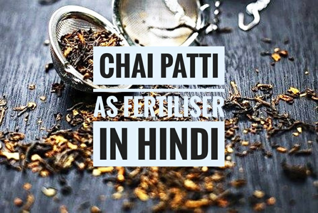chai patti as fertilizer hindi