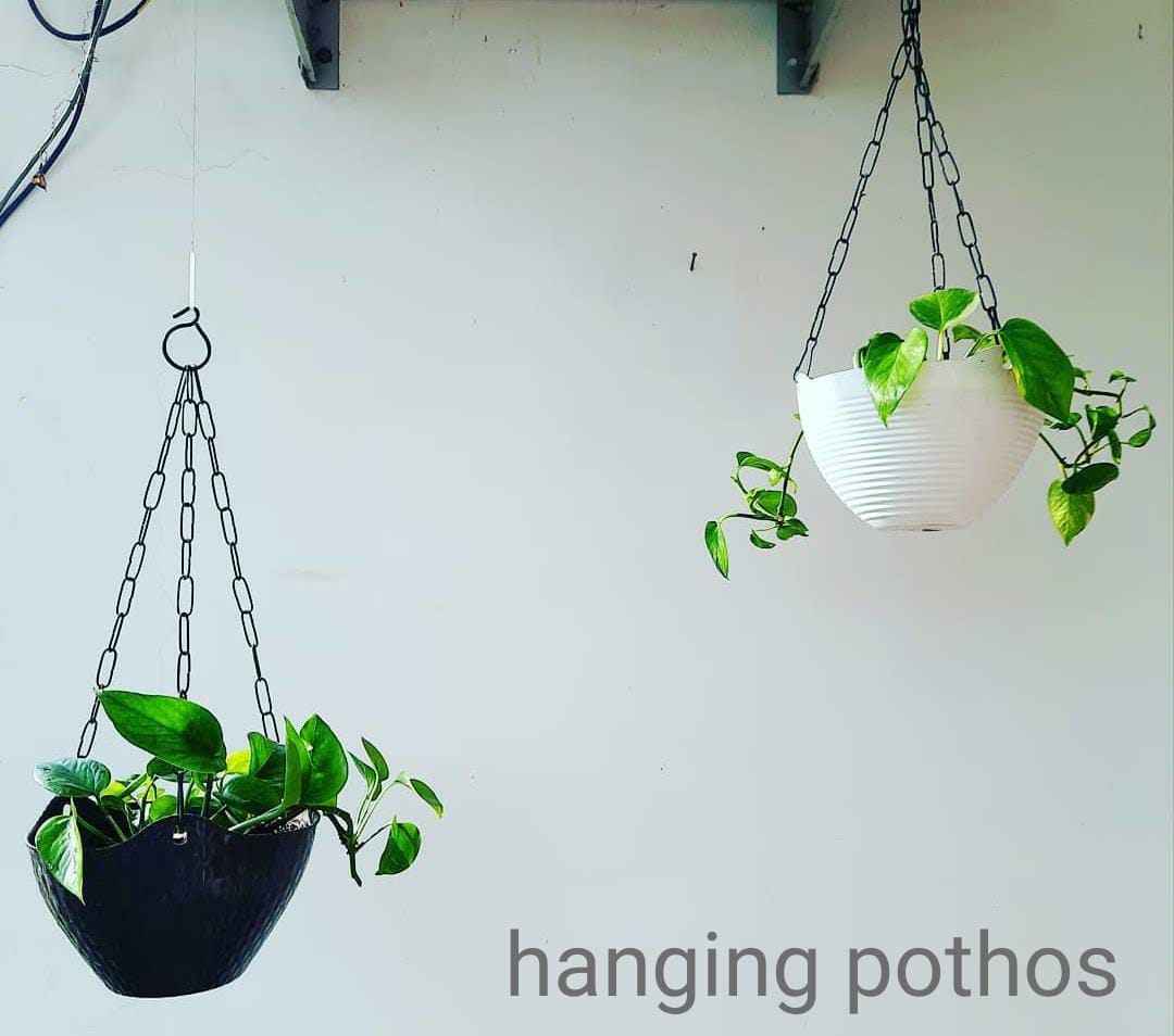 hanging plants in hindi