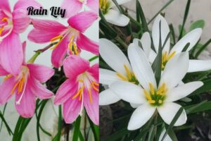 Rain Lily Care in Hindi