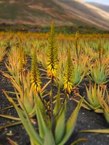 aloevera ke fayde