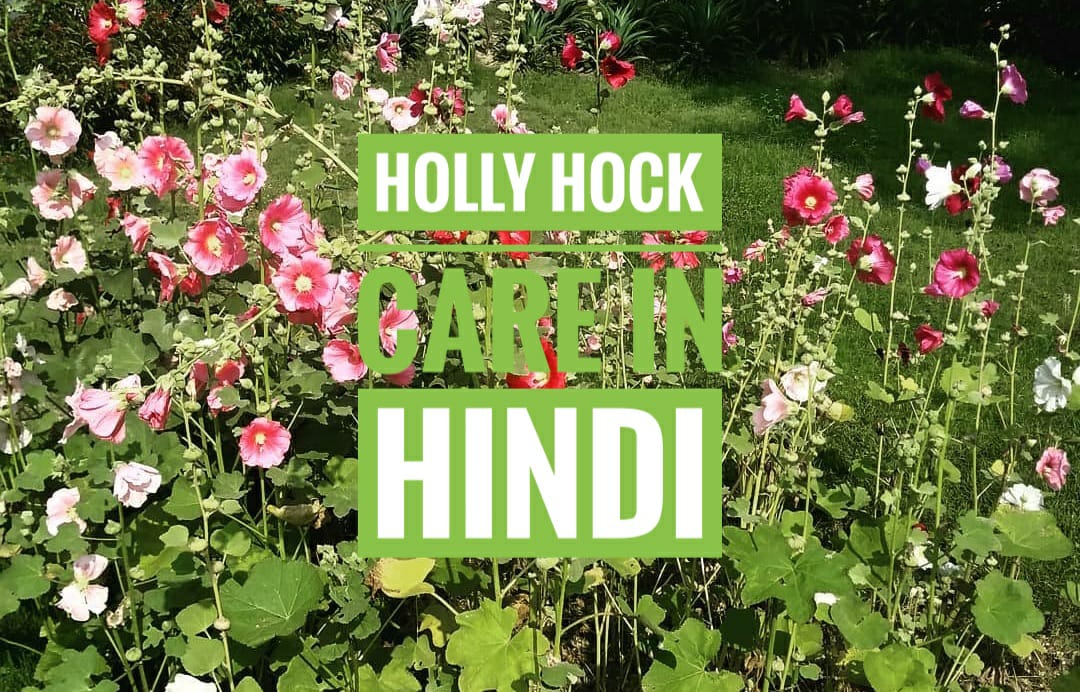 Holly Hock care tips