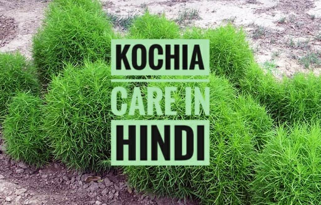 Kochia Care in Hindi