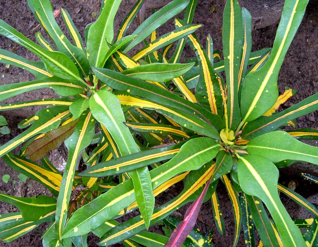 croton plant in hindi