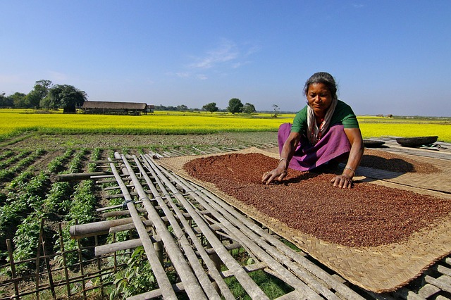 अगस्त मे लगाई जाने वाली सब्जियाँ