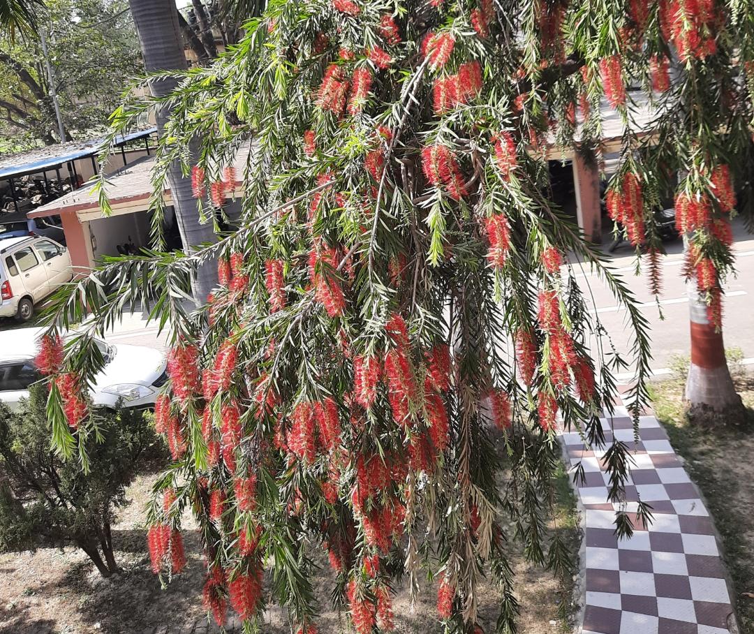 flowering tree in hindi