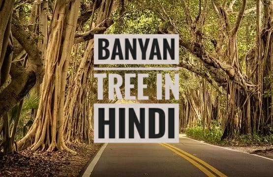 banyan tree in hindi