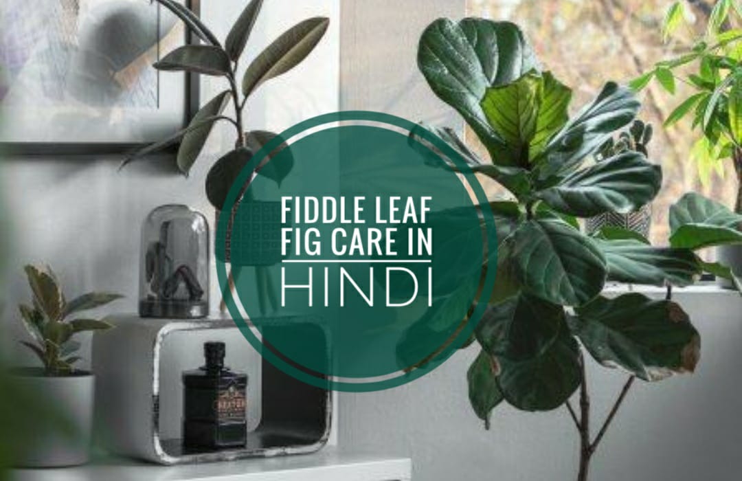 fiddle leaf fig plant in hindi