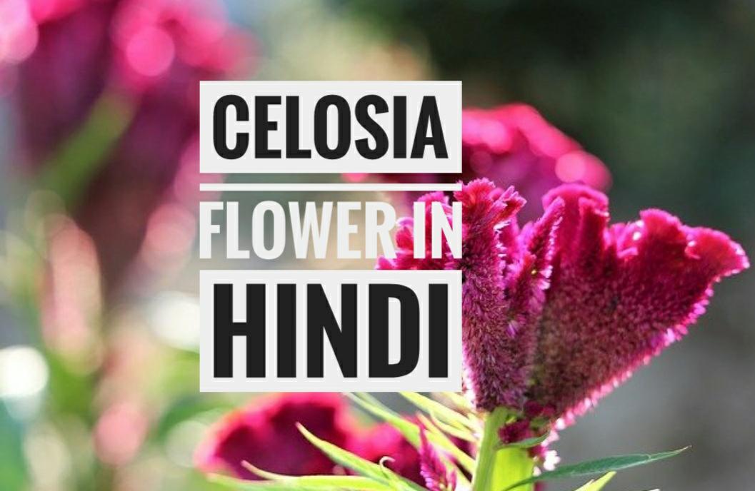 celosia flower in hindi
