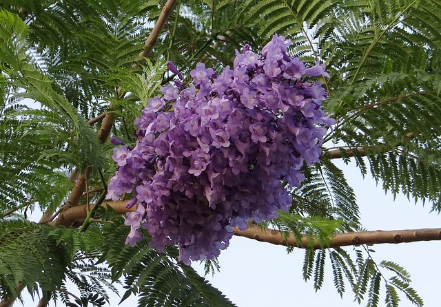 flowering trees in hindi