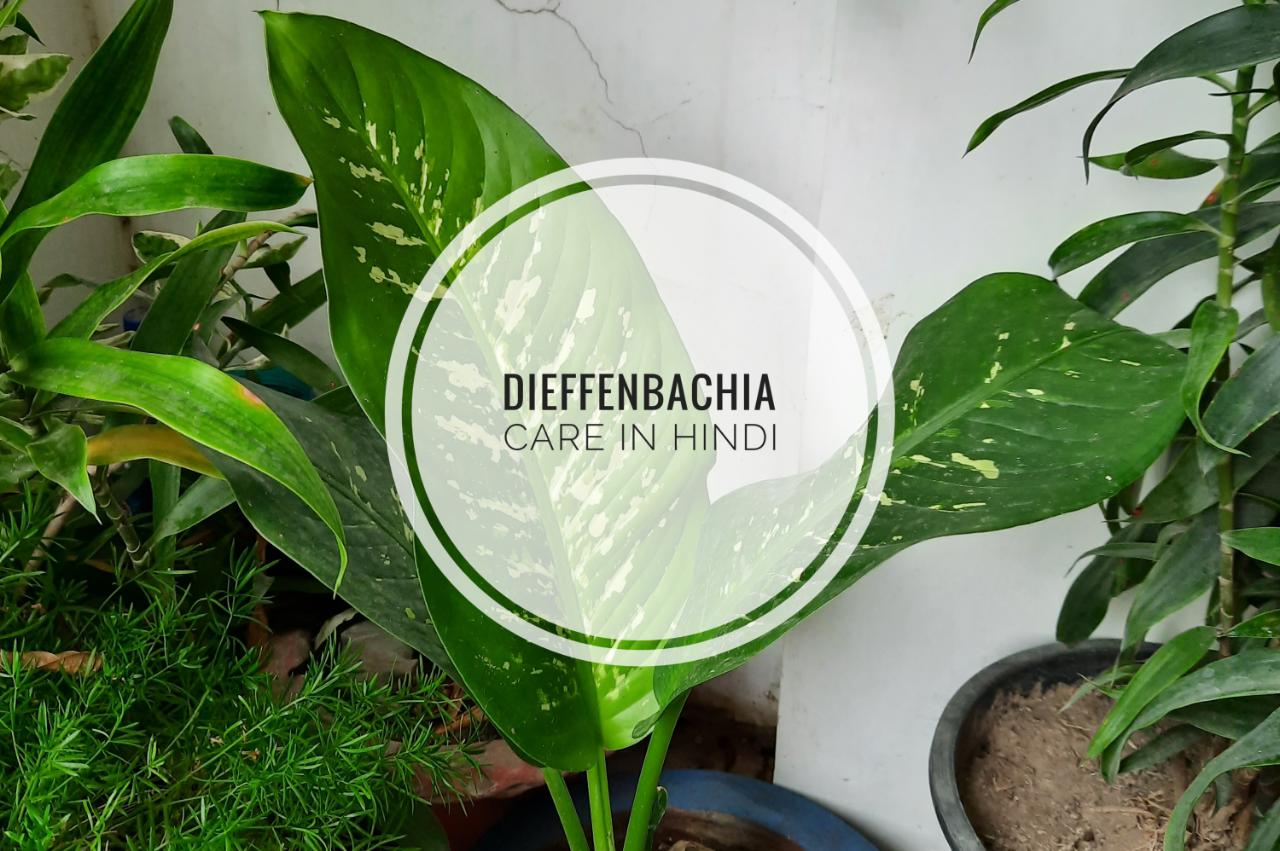 dieffenbachia care in hindi