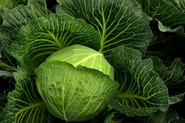 Cabbage in Hindi