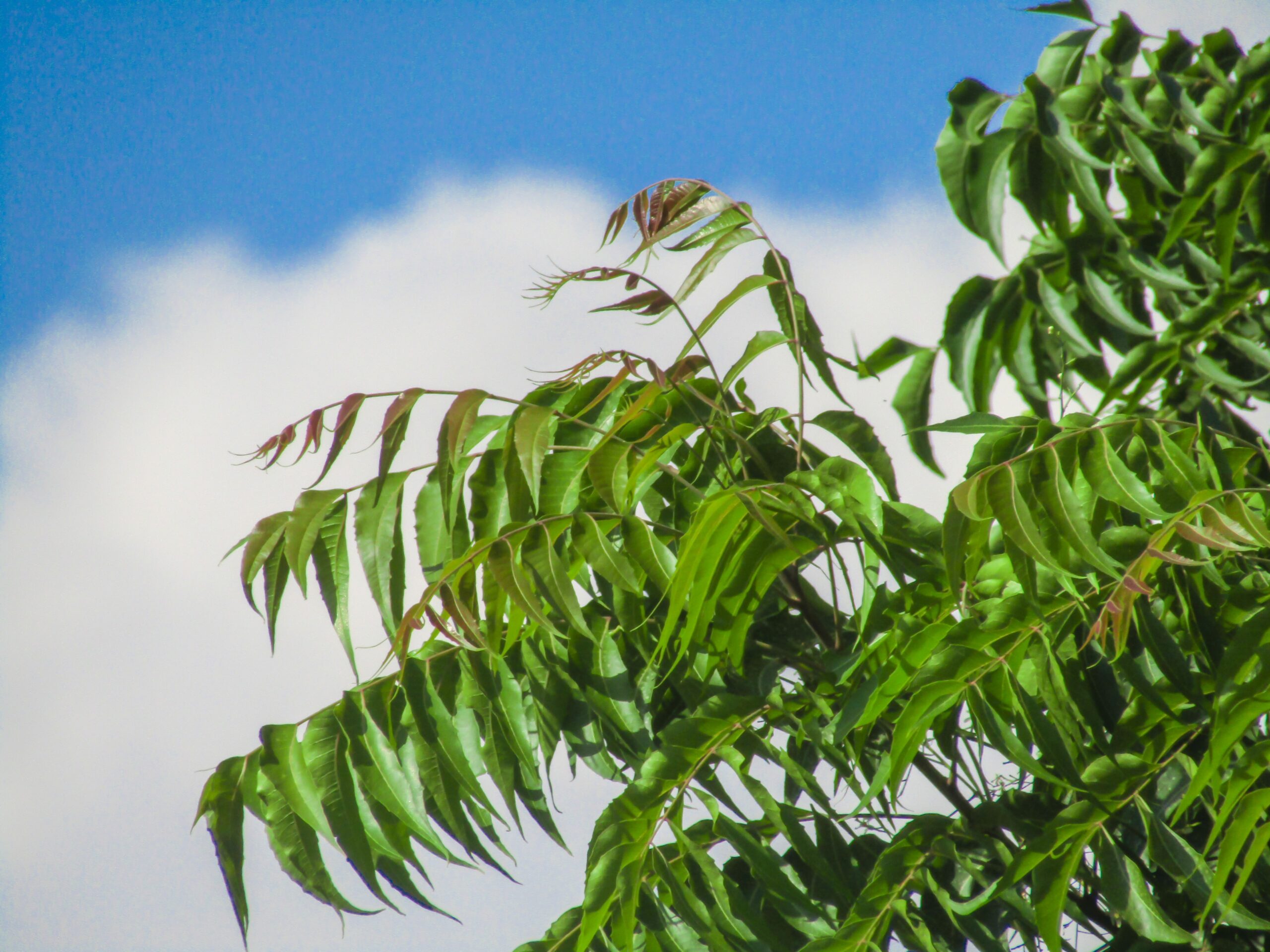 neem-tree-in-hindi-trees