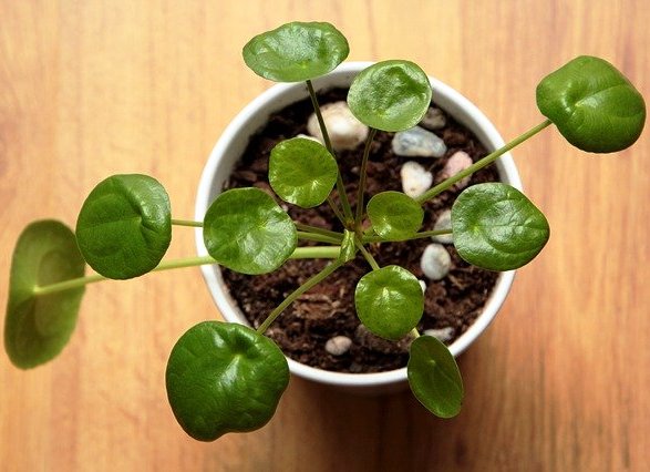 Pilea plant care in hindi