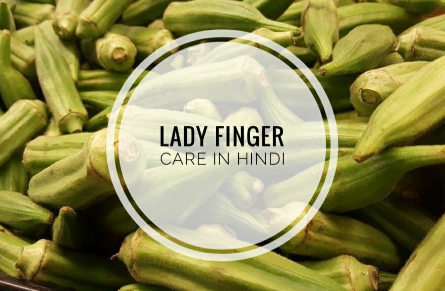 lady finger in hindi
