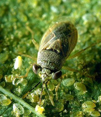 Beneficial insects in Hindi