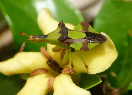 Beneficial insects in Hindi