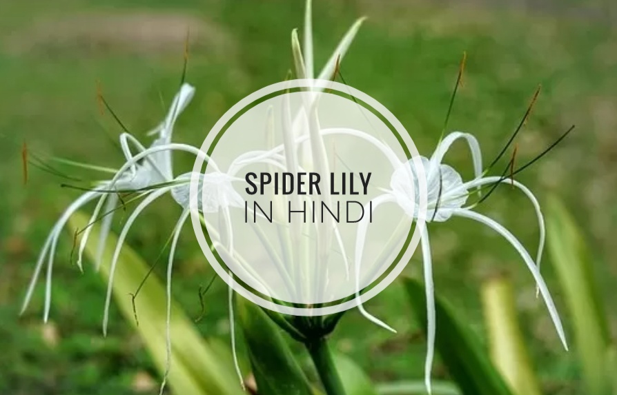  Spider Lily In Hindi Plants Guide