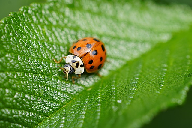 Beneficial insects in Hindi