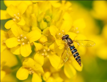 Beneficial insects in Hindi