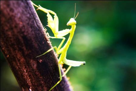 Beneficial insects in Hindi