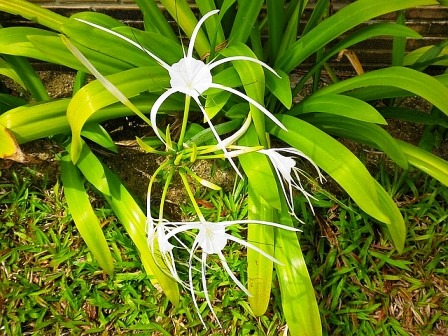 Spider Lily in Hindi