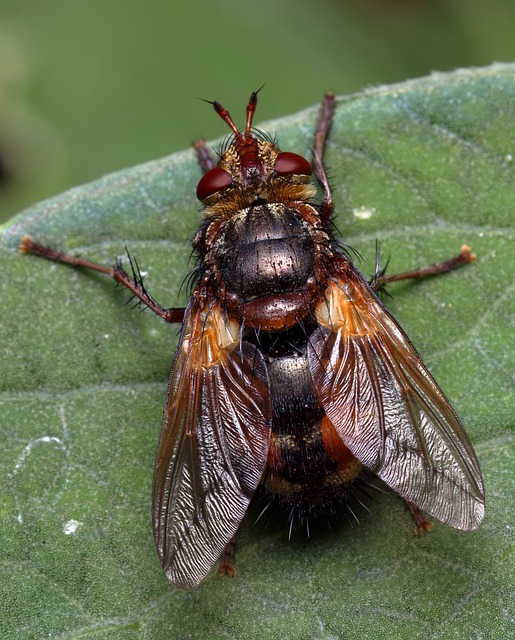 Beneficial insects in Hindi