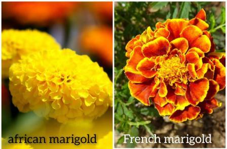 Marigold plant in Hindi