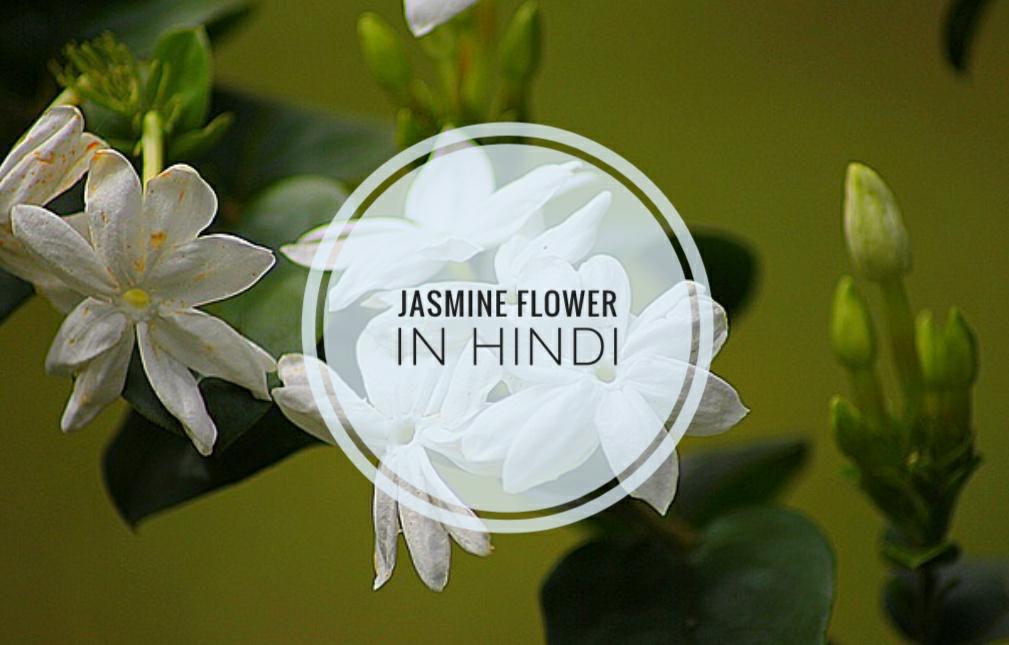 jasmine-flower-in-hindi