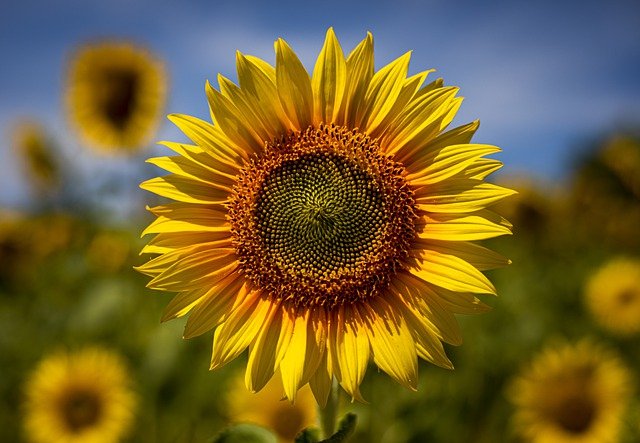 sunflower in hindi