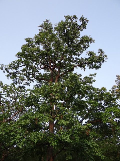 अर्जुन के पेड़ का फोटो