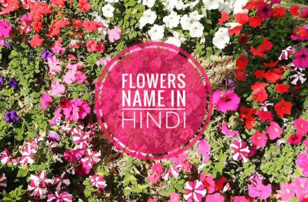 Flower names in Hindi