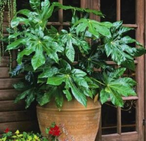 fatsia plant in hindi