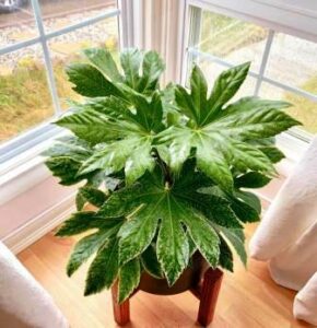 fatsia plant in hindi