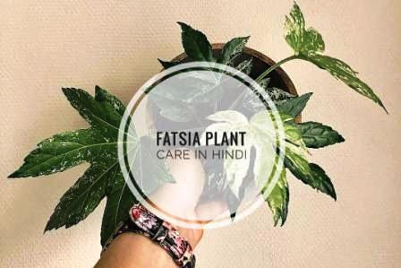 fatsia plant in hindi