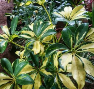 Umbrella plant care in hindi