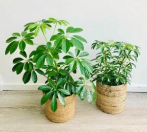 Umbrella plant care in hindi