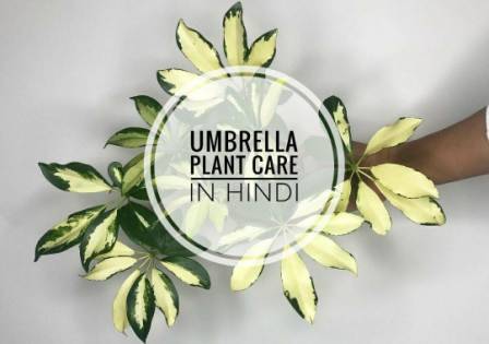 Umbrella plant care in hindi