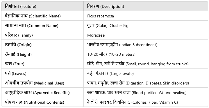 gular ka ped