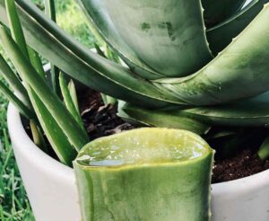 aloevera ke fayde