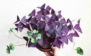 oxalis plant in hindi 