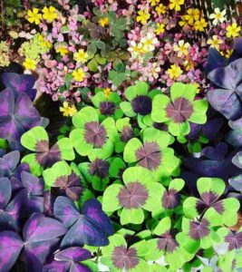 oxalis plant in hindi 