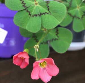 oxalis plant in hindi 