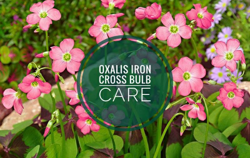 oxalis plant in hindi