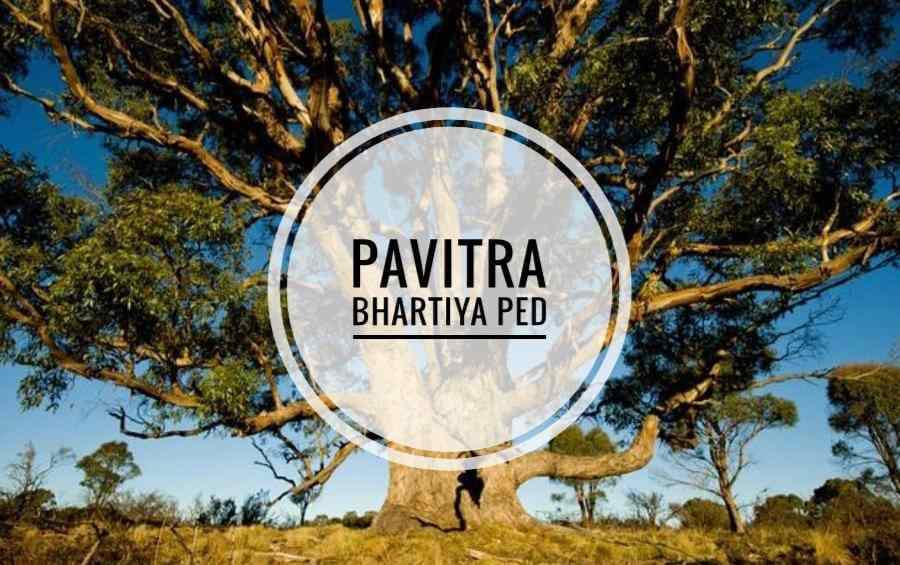 pavitra ped