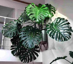 Monstera plant in hindi