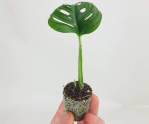 monstera plant in hindi 