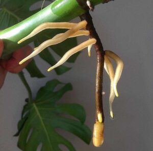 monstera plant in hindi 