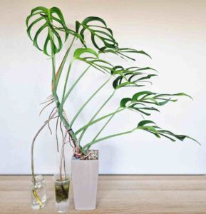 Monstera plant in hindi