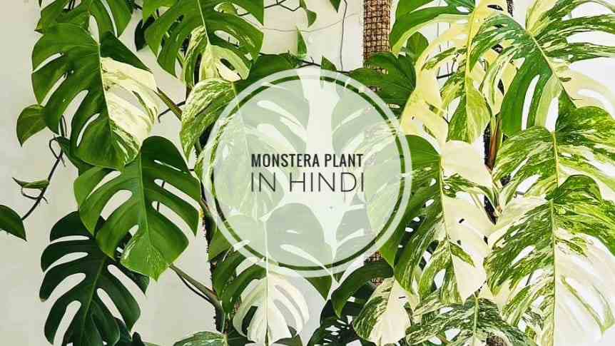 monstera plant in hindi